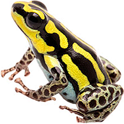 Ranitomeya Flavovittata